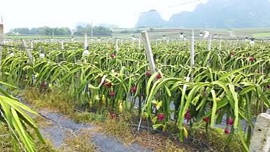 广西农业火龙果种植基地4K航拍视频的预览图